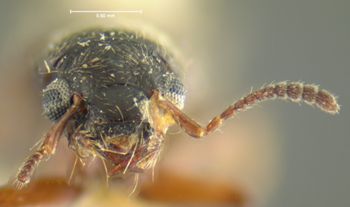 Media type: image;   Entomology 24063 Aspect: head frontal view